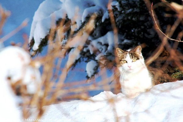 Photo de Chat domestique