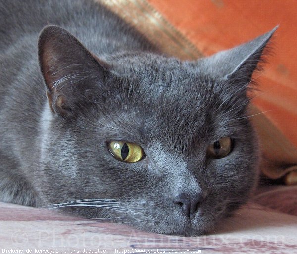 Photo de Chartreux