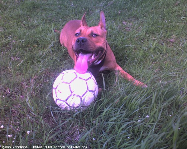 Photo d'American staffordshire terrier