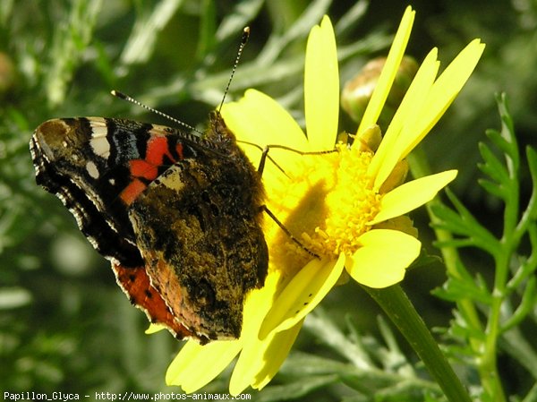 Photo de Papillon