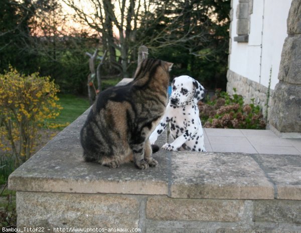 Photo de Dalmatien