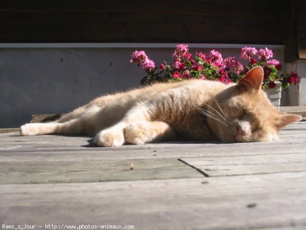 Photo de Chat domestique