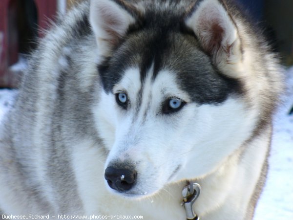 Photo de Husky siberien