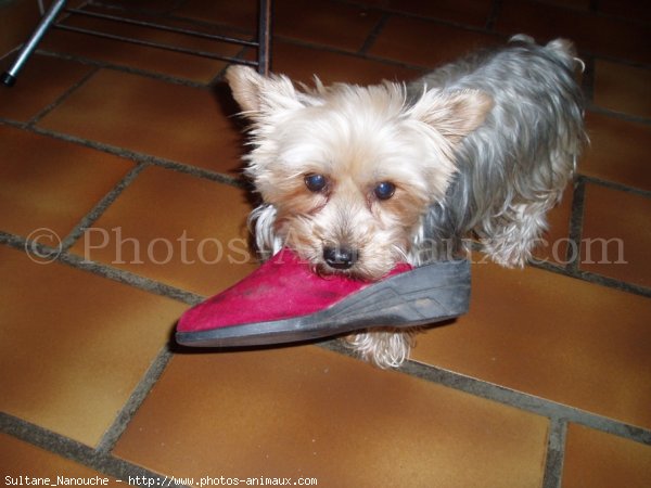 Photo de Yorkshire terrier