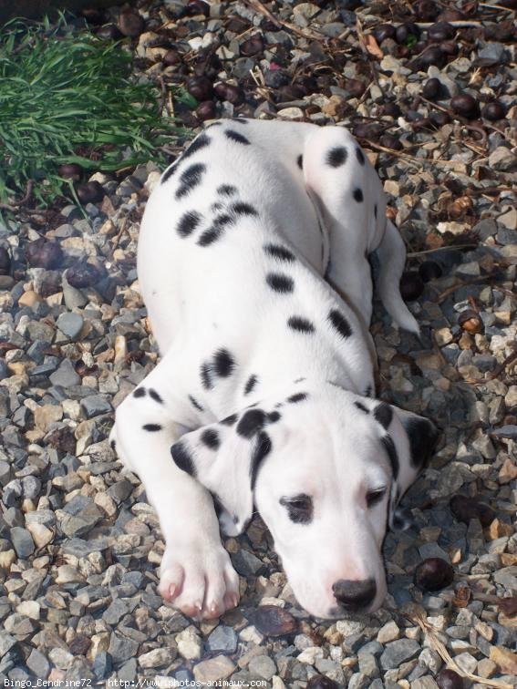 Photo de Dalmatien