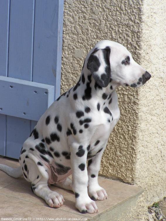 Photo de Dalmatien