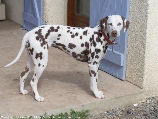 Photo de Dalmatien