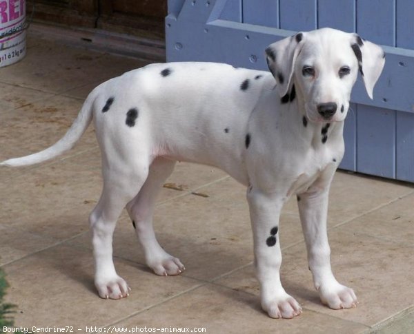 Photo de Dalmatien