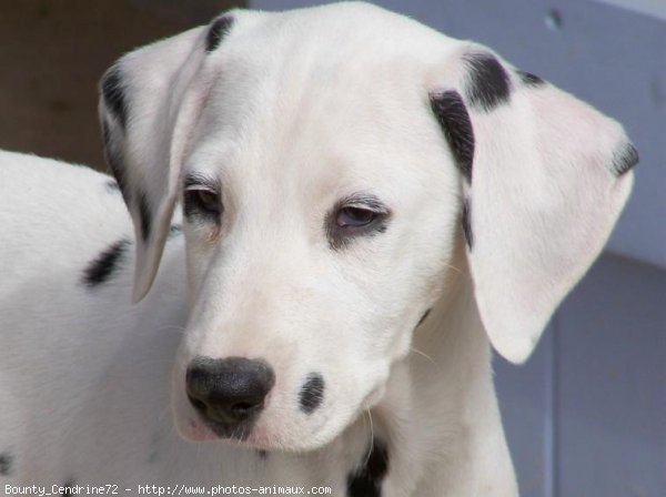 Photo de Dalmatien