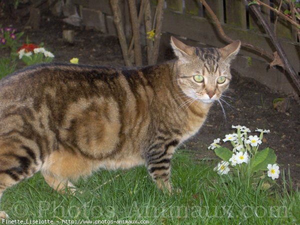 Photo de Chat domestique