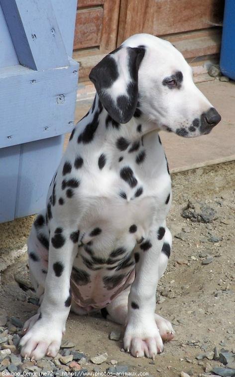 Photo de Dalmatien