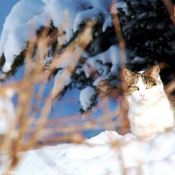 Photo de Chat domestique