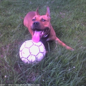 Photo d'American staffordshire terrier