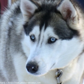 Photo de Husky siberien