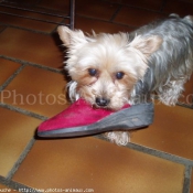 Photo de Yorkshire terrier