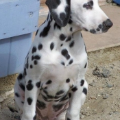 Photo de Dalmatien