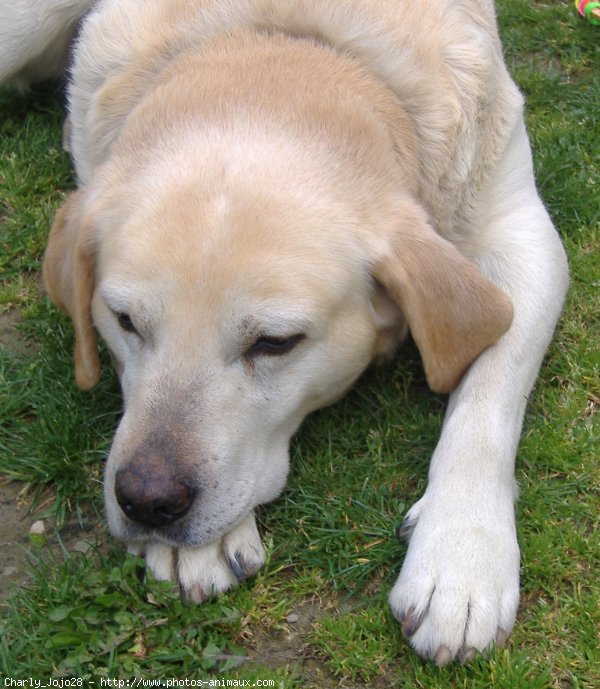 Photo de Labrador retriever