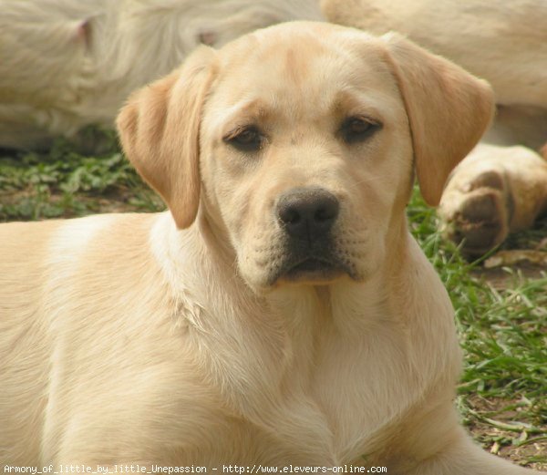 Photo de Labrador retriever