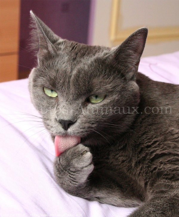 Photo de Chartreux