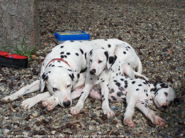 Photo de Dalmatien