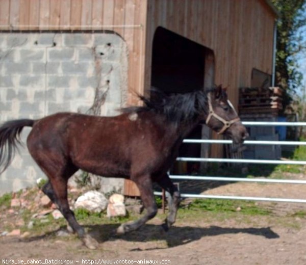 Photo de Trotteur franais