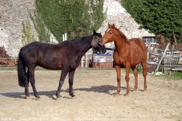 Photo de Races diffrentes