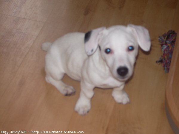 Photo de Jack russell terrier