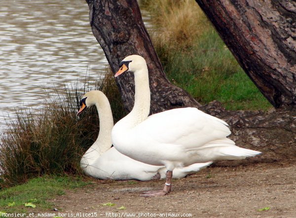 Photo de Cygne