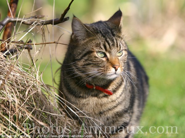 Photo de Chat domestique