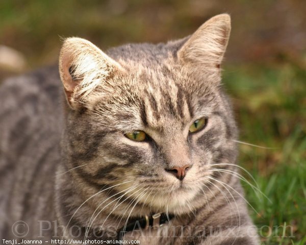 Photo de Chat domestique