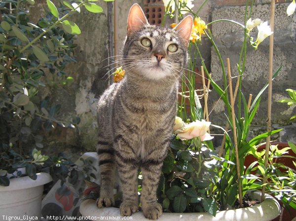 Photo de Chat domestique