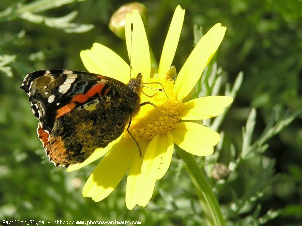 Photo de Papillon