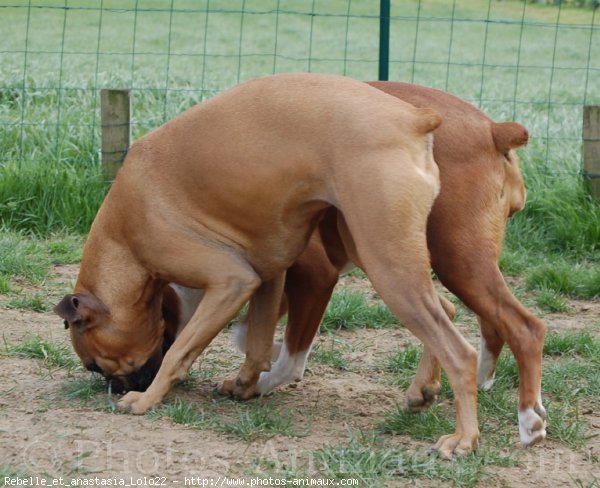 Photo de Boxer