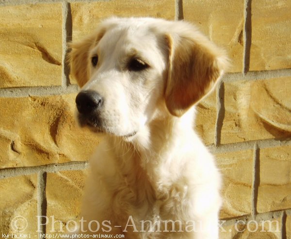 Photo de Golden retriever