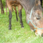 Photo de Races diffrentes