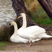 Photo de Cygne