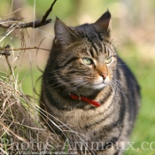 Photo de Chat domestique