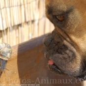 Photo de Boxer