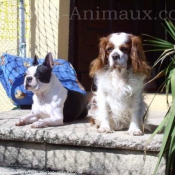 Photo de Cavalier king charles spaniel