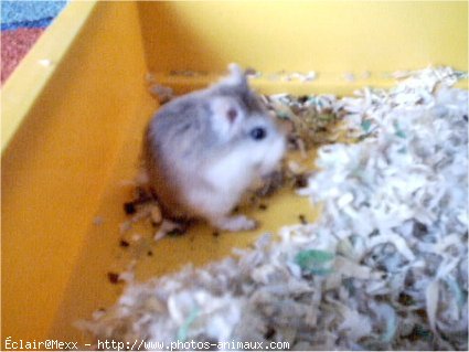 Photo de Hamster