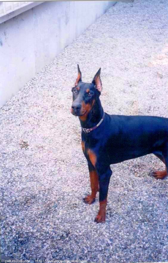 Photo de Dobermann