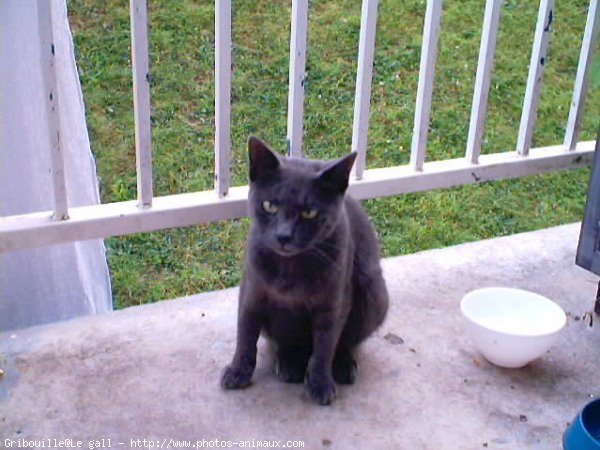 Photo de Chat domestique