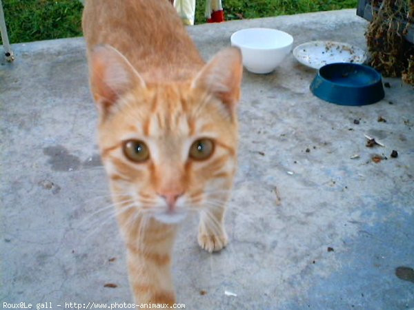 Photo de Chat domestique