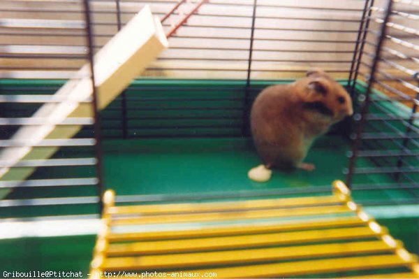 Photo de Hamster