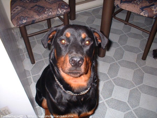 Photo de Rottweiler