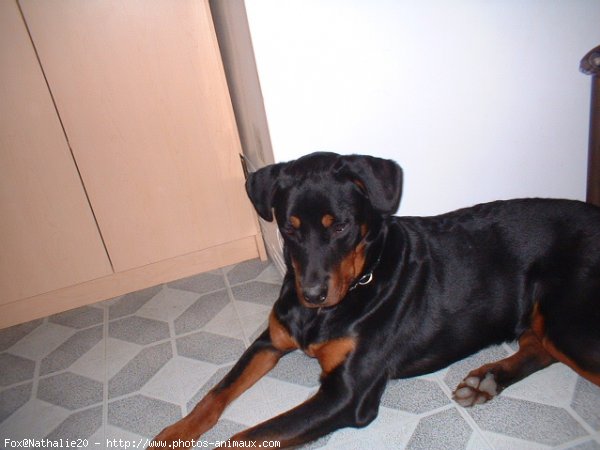 Photo de Rottweiler