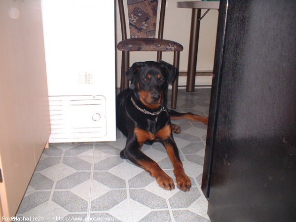 Photo de Rottweiler