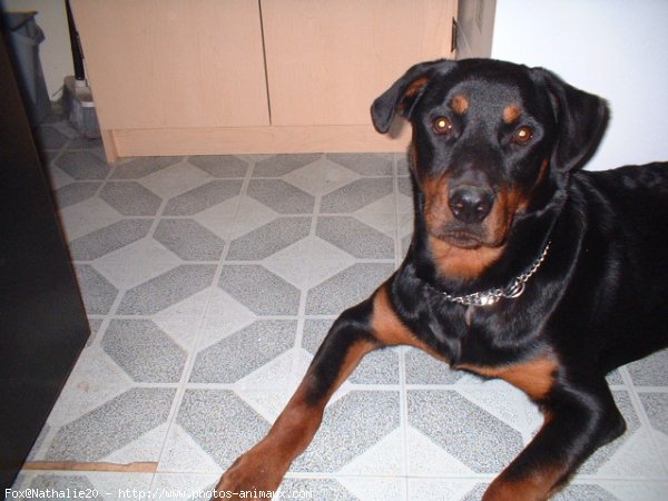 Photo de Rottweiler