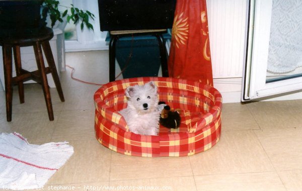 Photo de West highland white terrier