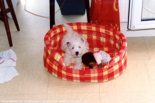 Photo de West highland white terrier